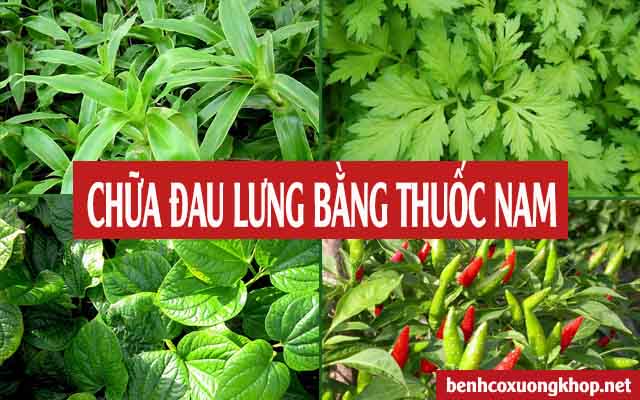 thuốc Nam chữa đau lưng