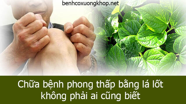 Chữa phong thấp bằng lá lốt