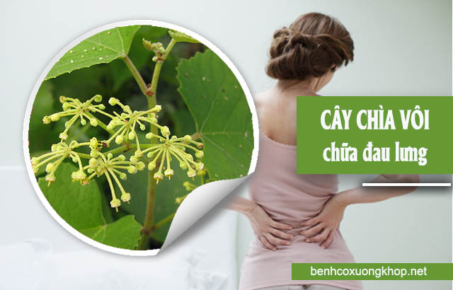 cây chìa vôi chữa đau lưng