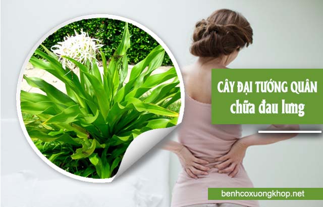 cây đại tướng quân chữa đau lưng