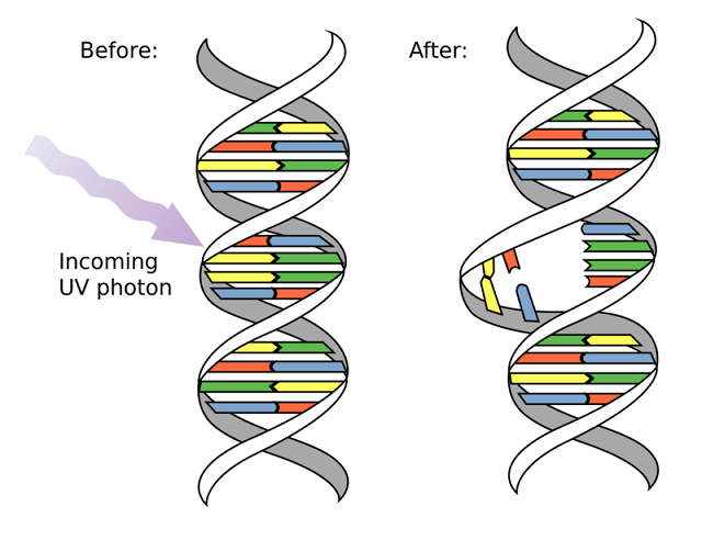 Gen bị biến đổi gây ra bệnh xương thủy tinh