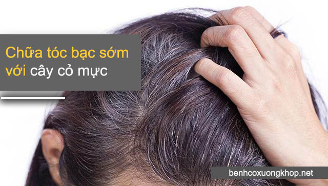 chữa tóc bạc sớm là tác dụng trị bệnh của cây cỏ mực
