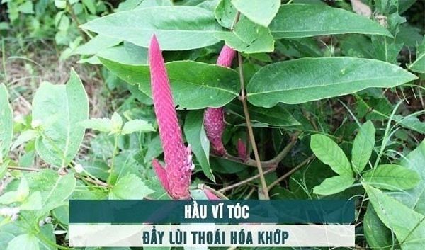 Bài thuốc quý chữa viêm đau khớp từ Hầu vĩ tóc