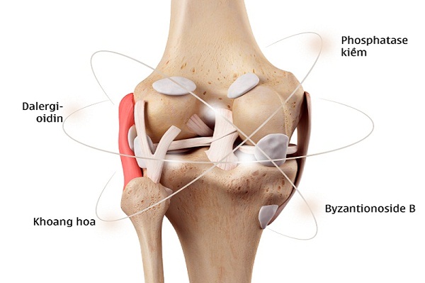 Cơ chế tác động Hoạt huyết Phục cốt hoàn trong điều trị thoái hóa cột sống thắt lưng